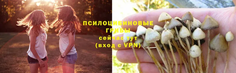 ОМГ ОМГ   Обь  Галлюциногенные грибы Psilocybe 